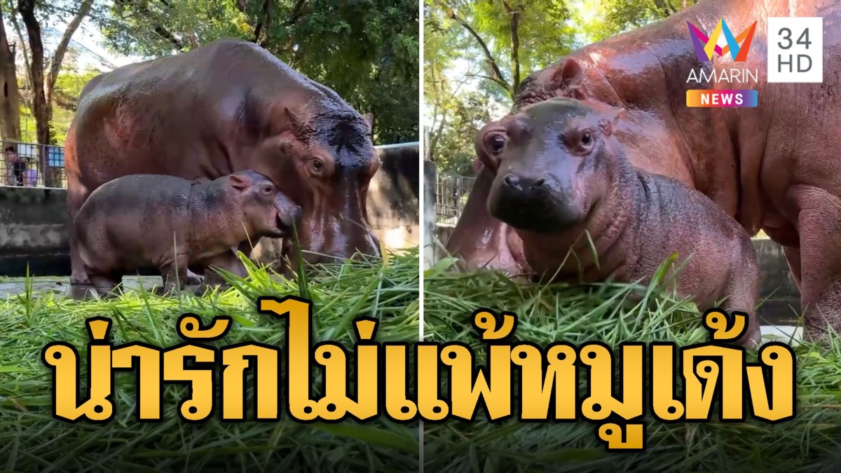 น่ารักไม่แพ้กัน! นทท.แห่ดูลูกฮิปโปศรีสะเกษแทน "หมูเด้ง"