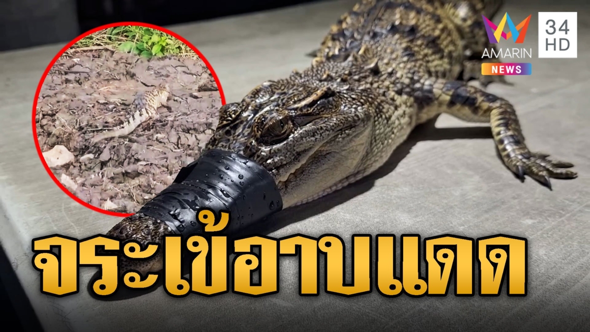 จระเข้อาบแดด โดนชาวบ้านไล่จับ ว่ายน้ำหนีแต่ไม่รอด