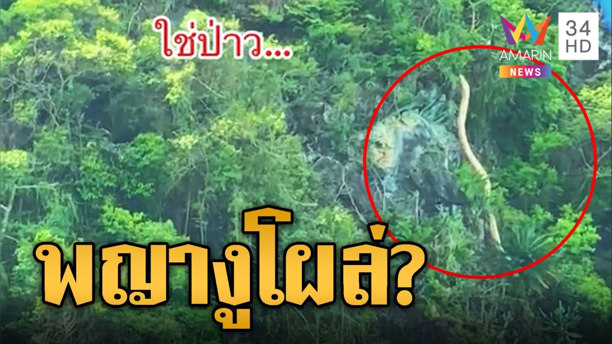 ฮือฮาพญางูโผล่ โชเชียลเฉลยคือ ต้นจันผา