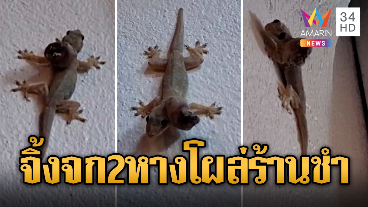 ฮือฮาแห่ขอเลขเด็ด จิ้งจก 2 หัวโผล่กินแมลงหน้าร้านชำ