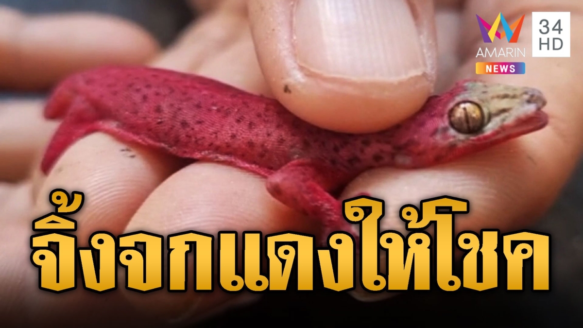 หาดูยาก! จิ้งจกสีแดง เชื่อมาช่วยจกโชค จกลาภ