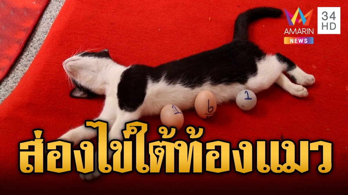 รุมส่องไข่นำโชค ใต้ท้องแมวหลับ