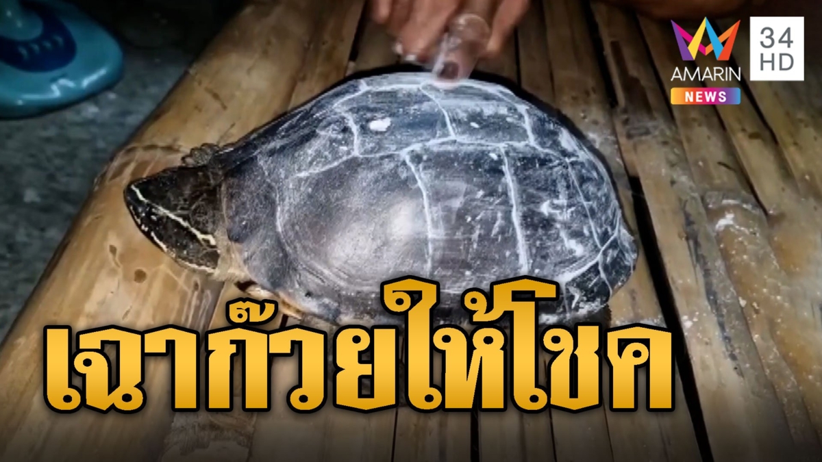ลูบแป้ง เฉาก๊วย เต่าบ้านให้โชค 3 งวดติด