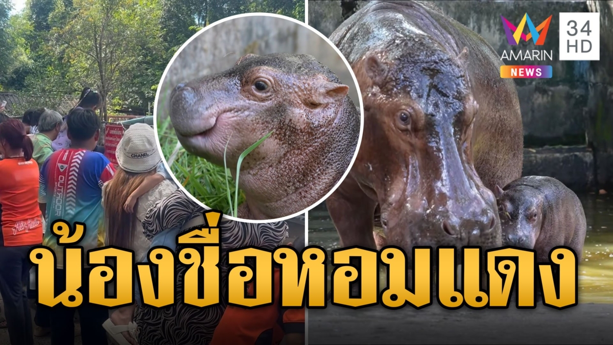 ได้ชื่อแล้ว! ลูกฮิปโปฯ ศรีสะเกษ "น้องหอมแดง-สาวศรี"