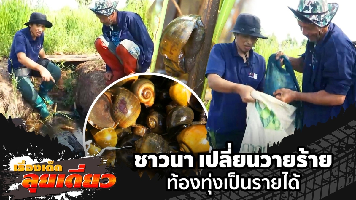 เรื่องเด็ดลุยเดี่ยว | ชาวนา เปลี่ยนวายร้ายท้องทุ่งเป็นรายได้