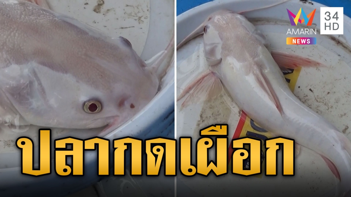 ฮือฮา! ชาวบ้านแห่ดู "ปลากดเผือก" สวยงามราวกับของมีค่า