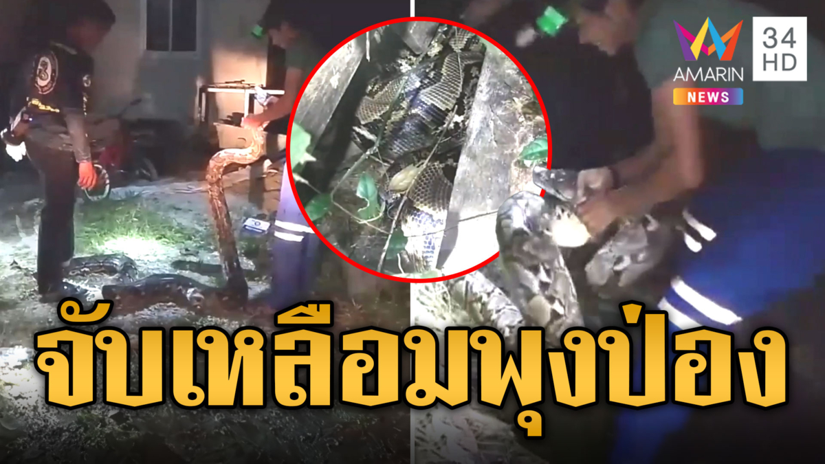 ไอ้เหลือมจอมตะกละ แอบกินแมวจนพุงป่อง กู้ภัย 2 แรงช่วยกันจับ