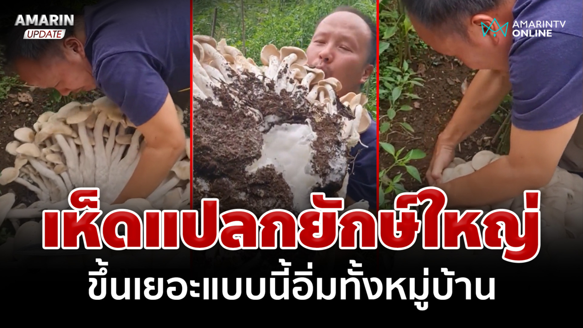 เกิดมาไม่เคยเห็น! เห็ดแปลกช่อยักษ์ใหญ่ ขึ้นเยอะแบบนี้อิ่มทั้งหมู่บ้าน 