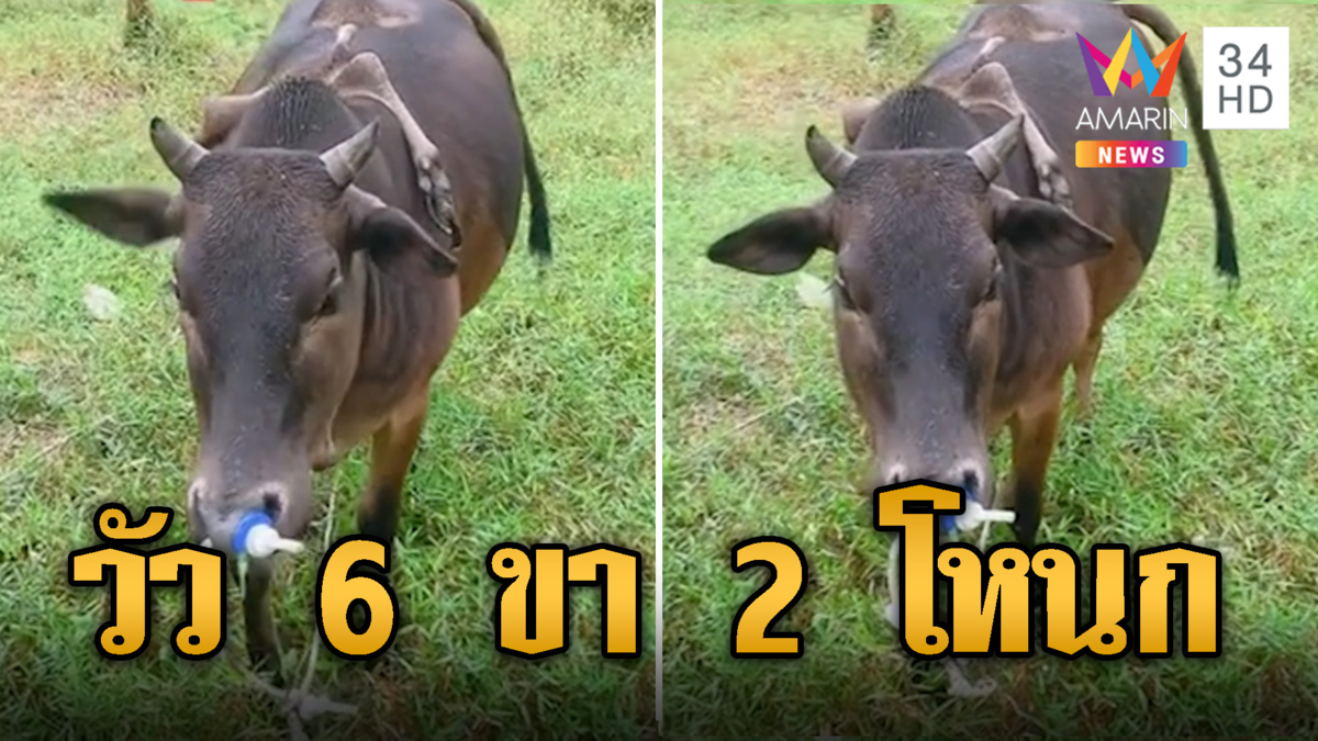 สุดแปลก! วัว 6 ขา 2 โหนก ร่างกายสมบูรณ์แข็งแรง เชื่อเป็นวัวนำโชค