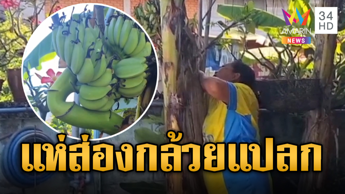 แห่ส่องกล้วยแปลก ออกปลีแทงเครือกลางลำต้น นับได้ 6 หวี 
