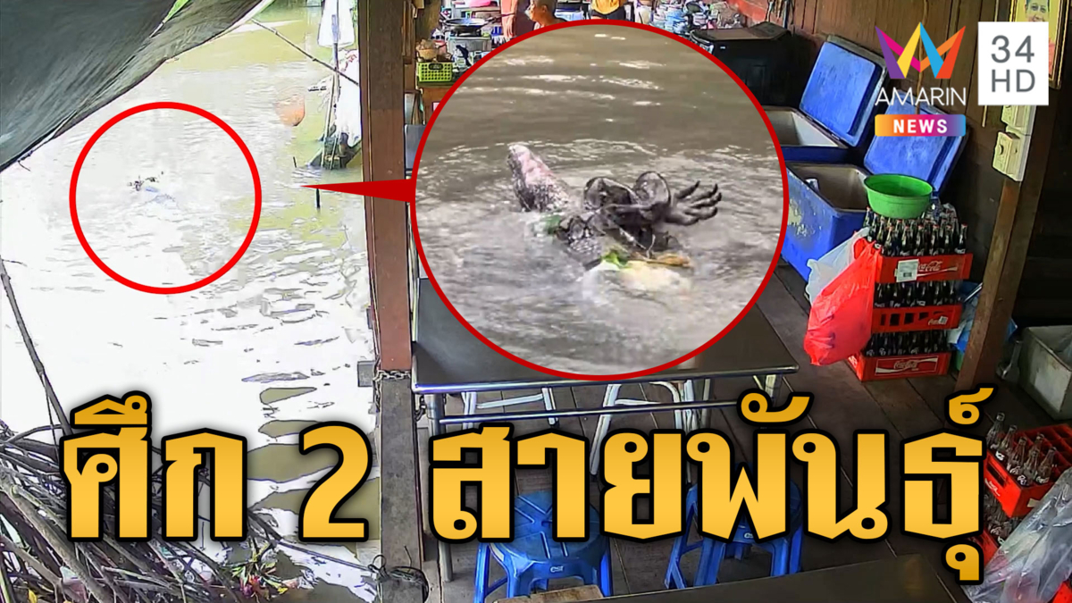 ศึก 2 สายพันธุ์ ตัวเงินตัวทองสู้งูในคลอง ชาวบ้านแห่ตีเลข