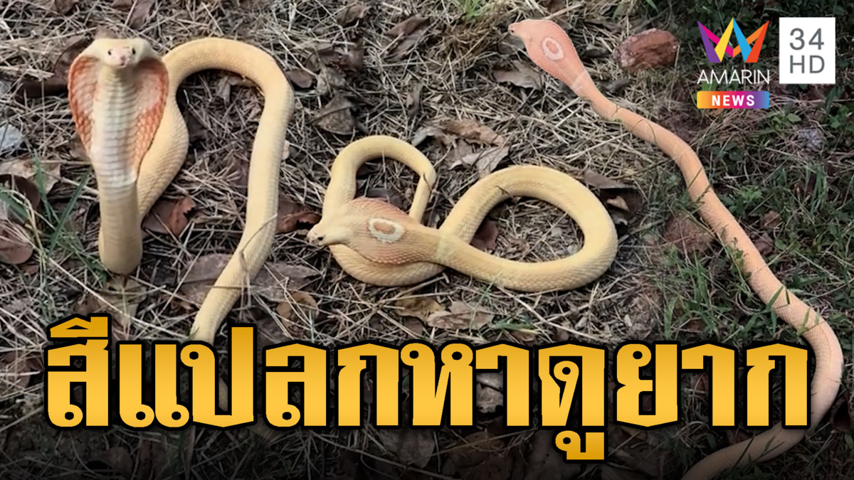 แปลกตาฮือฮาตามท้องเรื่อง งูเห่าสีทอง โผล่ให้ยลโฉม 