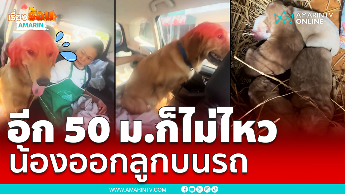 เจ้าของกรี๊ดลั่น!!  น้องหมาออกลูกบนรถ ทั้งที่อีกแค่ 50 เมตรจะถึงคลินิก