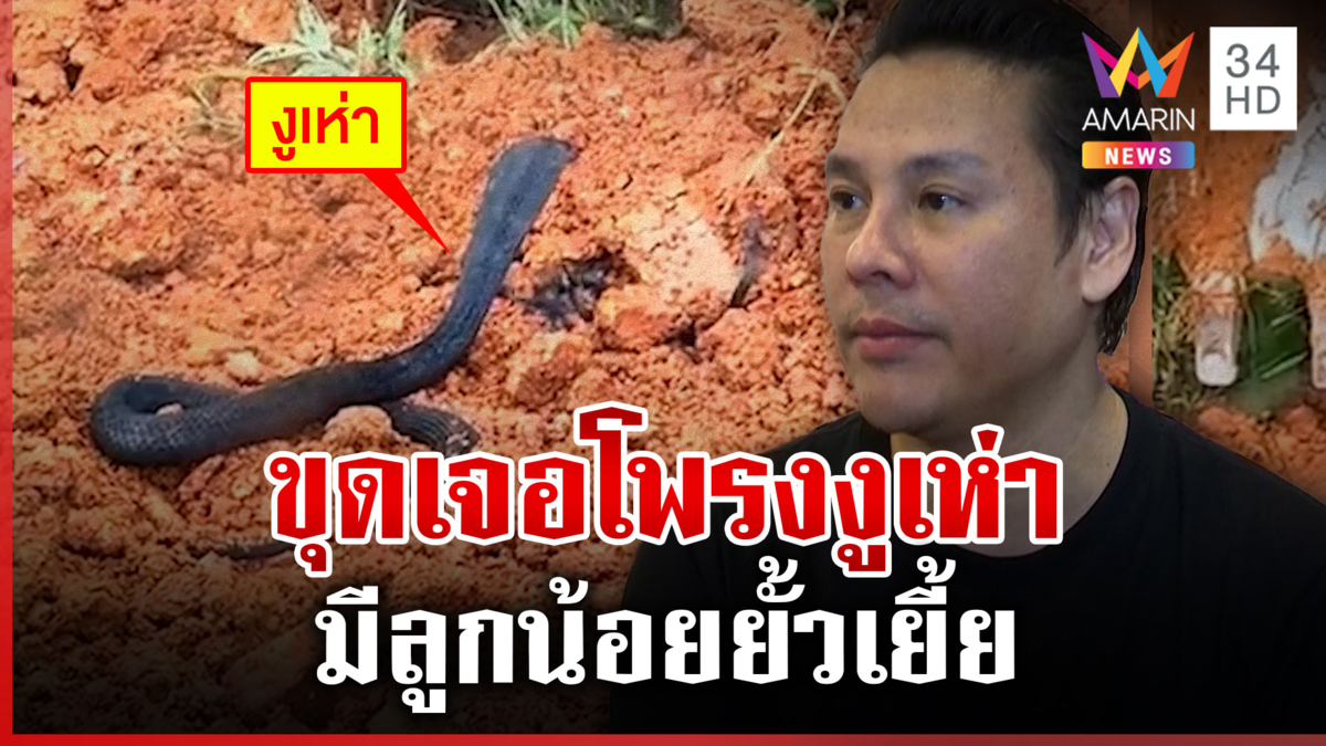 หนุ่มขุดเจอโพรงงูเห่าพร้อมลูกๆ จิลล์แนะให้จนท.นำไปปล่อยอย่าทำร้าย