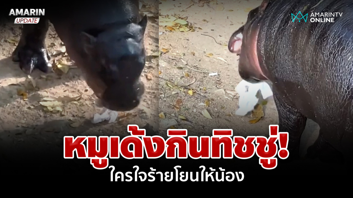 รักเด้งอย่ารังแก! โซเชียลสาปใครทำทิชชู่หล่นลงบ่อ 'หมูเด้ง'