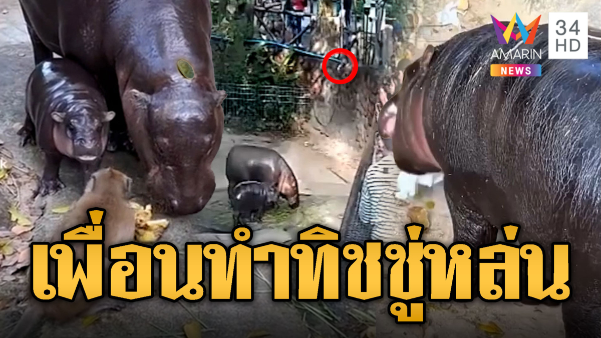 เจอแล้ว! มือดีทิ้งทิชชู่ลงบ่อ 'หมูเด้ง' เพื่อนเองทำหล่นลงไป