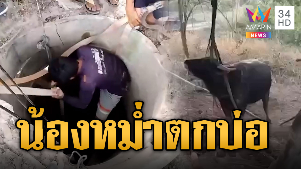 ทุลักทุเล! ช่วยน้องหม่ำ ควายหลุดฝูงตกบ่อ 7 เมตร