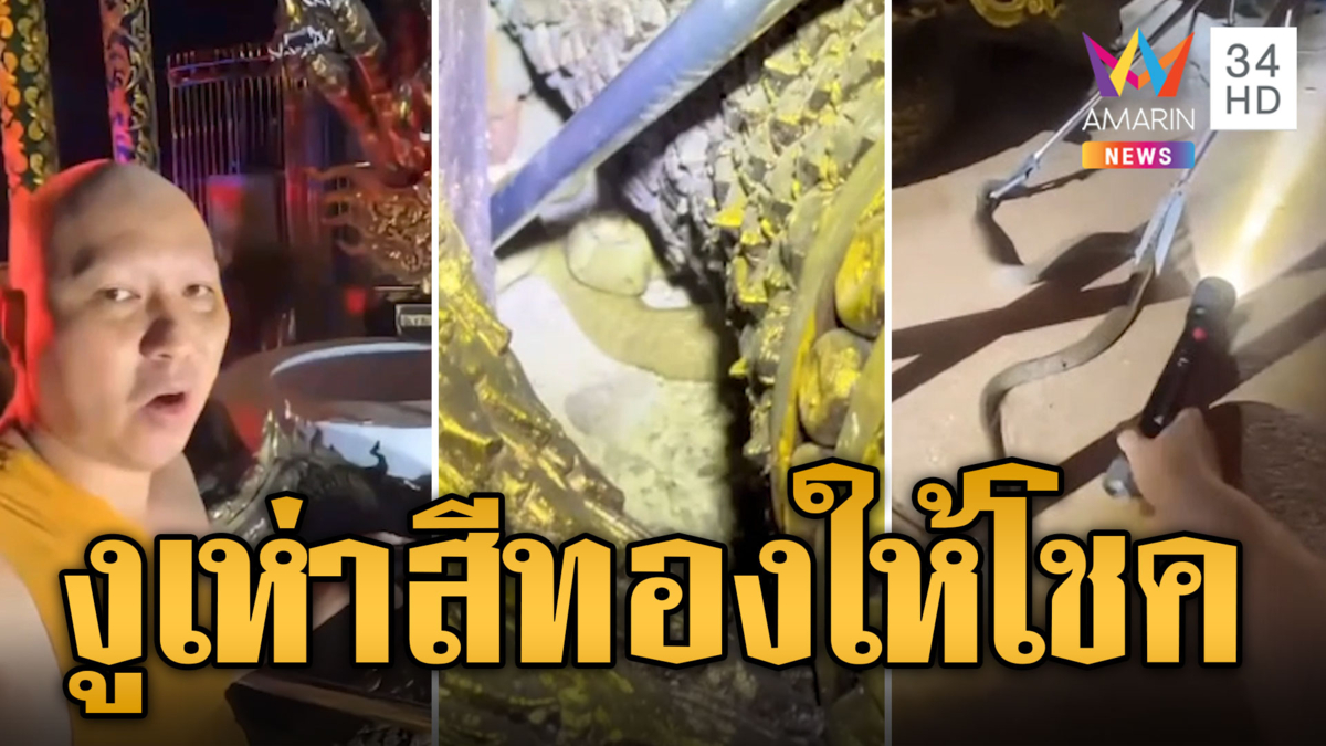 งูเห่าสีทอง ซุกใต้ฐานพญานาคราช ใกล้บ่อน้ำโบราณ 525 ปี เชื่อมาให้โชค