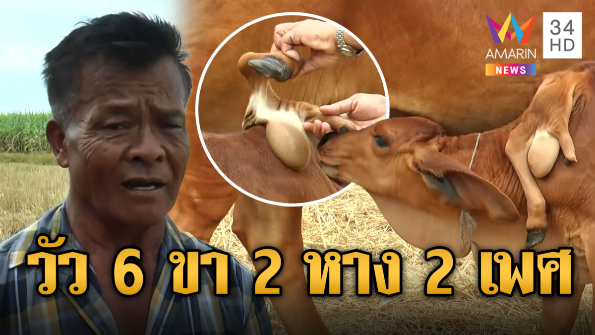 ฮือฮา! "เจ้าเงินล้าน" ลูกวัวแปลกมี 6 ขา 2 หาง 2 เพศในตัวเดียว
