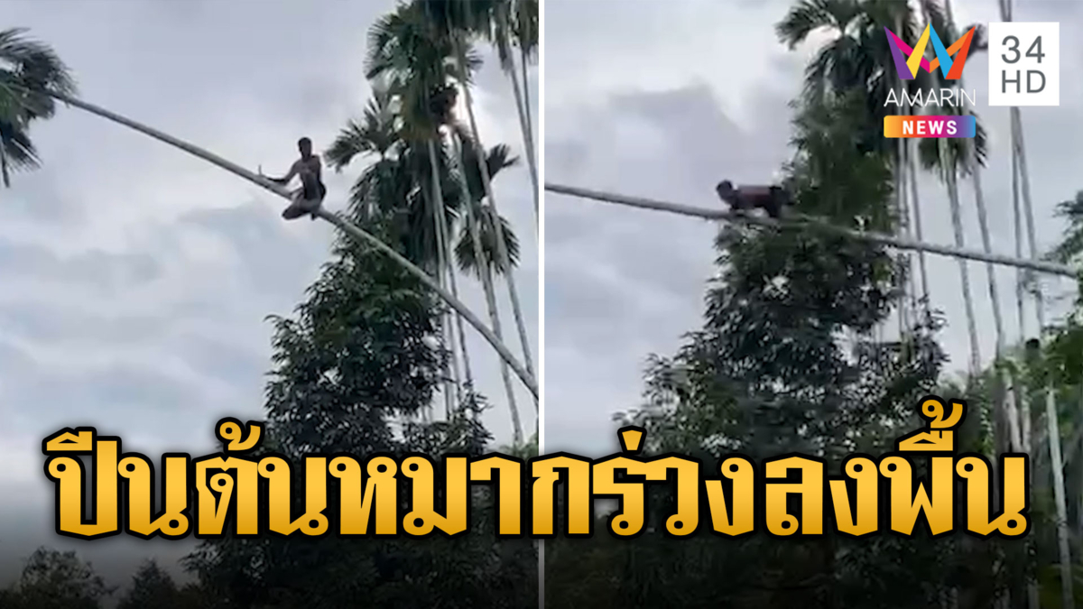 เกือบขิต! หนุ่มปีนต้นหมากสูงกว่า 10 ม. ลำต้นเอนหักร่วงกระแทกพื้น