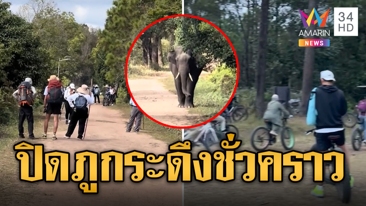 สั่งปิดภูกระดึงชั่วคราว หลังช้างป่าออกไล่กระทืบนักท่องเที่ยว