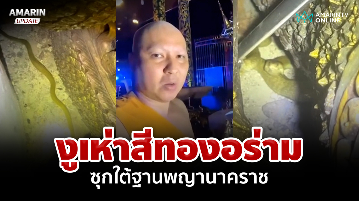 มาให้โชคแน่ๆ งูเห่าสีทอง ซุกใต้ฐานองค์ดำแสนสิริจันทราพญานาคราช