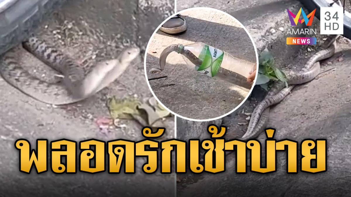 หาดูยาก! งูปี่แก้วพลอดรักเช้า-บ่าย หน้าร้านข้าวต้มปลา