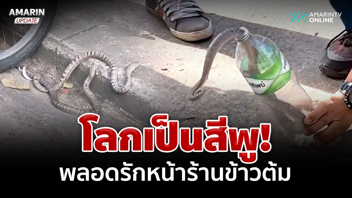 โลกเป็นสีพู! งูปี่แก้วควงกันพลอดรักหน้าร้านข้าวต้ม
