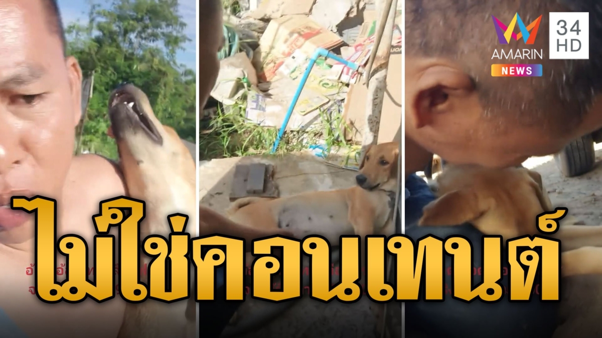 บีบหัวใจทาส ทองแดง โดนรถชนวิ่งมาสิ้นลมคาอ้อมกอด
