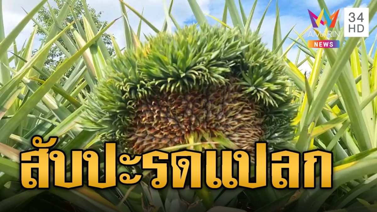 ฮือฮา สับปะรด หน้าตาประหลาดคล้ายนกยูงรำแพน