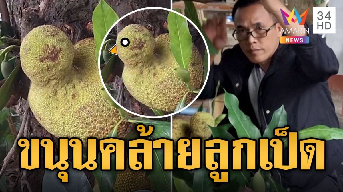 แปลกตา! ขนุนสีทองออกผลคล้ายลูกเป็ด
