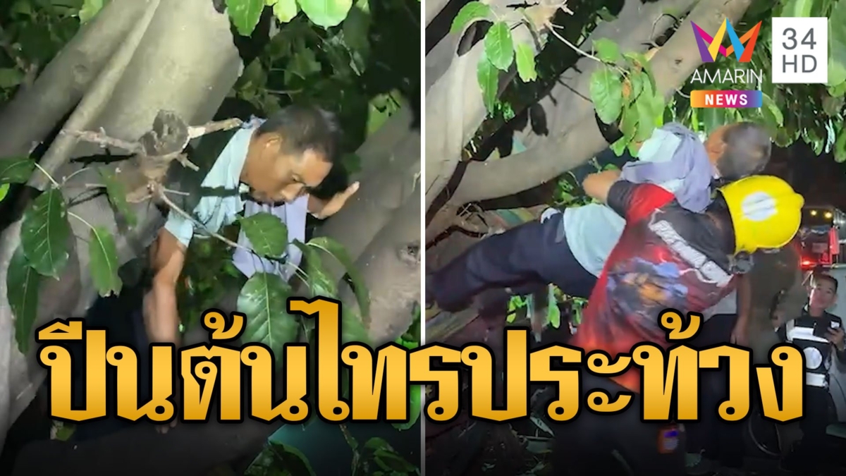 ทัวร์ไม่ตรงปก! นทท.จีนปีนต้นไทร 100 ปีประท้วง