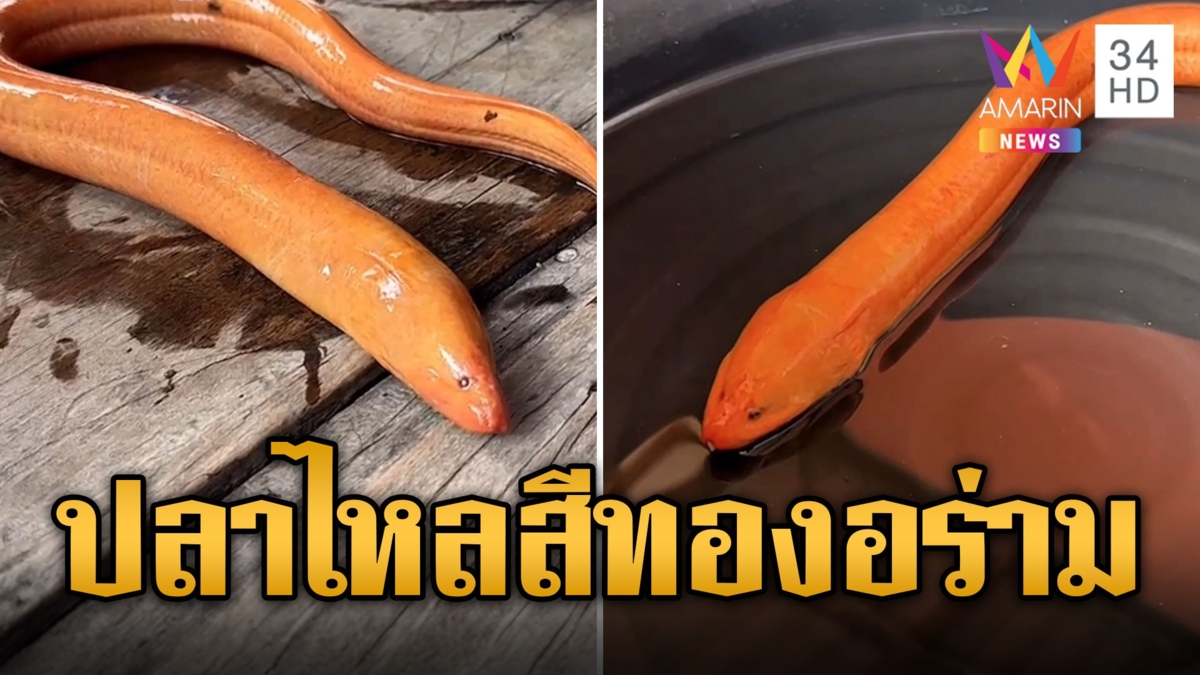 สวยสะดุดตา ปลาไหลสีทองอร่าม ชาวบ้านแห่ตีเลขเด็ด
