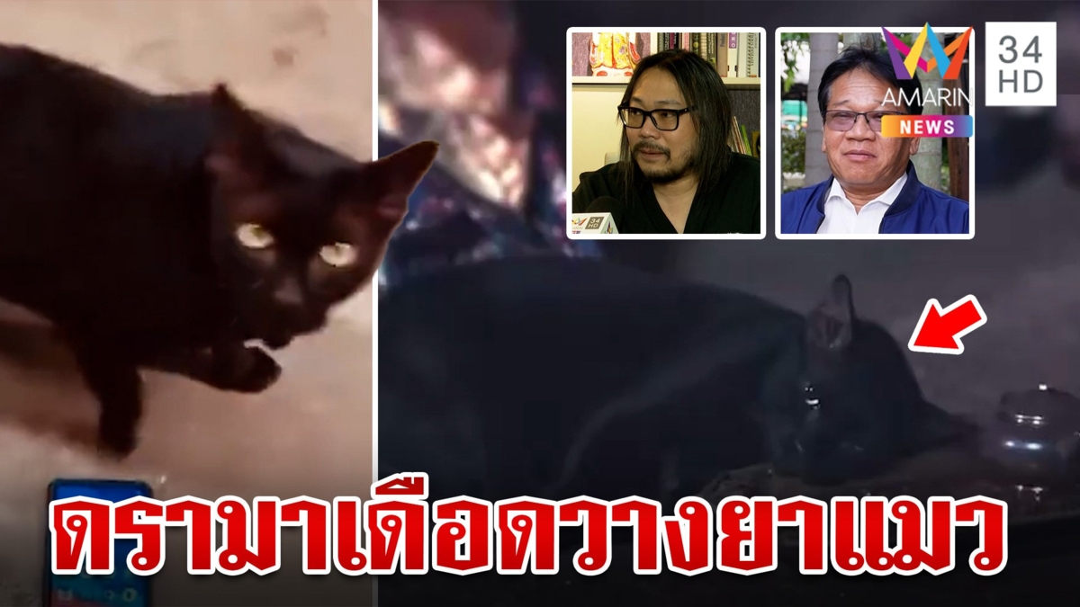 ต้นสังกัดแจงปมใช้แมวร่วมแสดงละครดัง สัตวแพทยสภาลุยสั่งสอบ