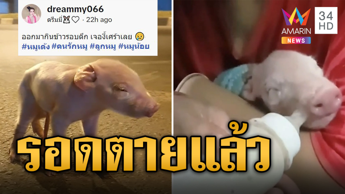 สวยใจดี เก็บลูกหมูเพิ่งคลอดตกจากรถ ป้อนนมเลี้ยงดูอย่างดี