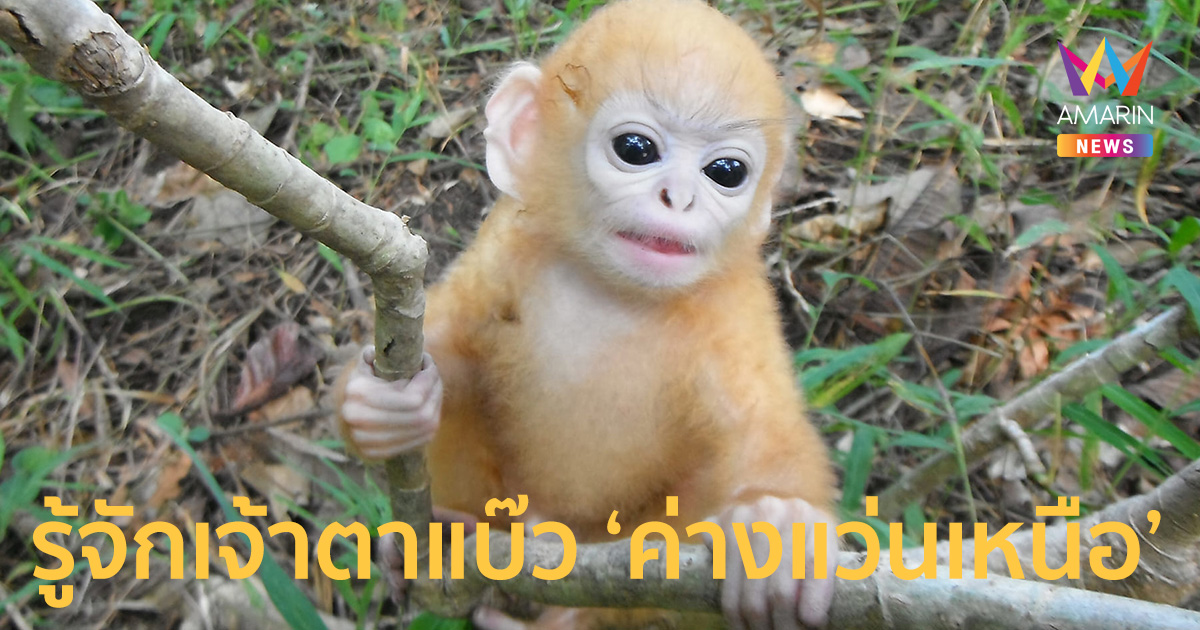 รู้จัก ค่างแว่นถิ่นเหนือ แบ๊วขนาดนี้ต้องมีด้อมแล้วมั้ย