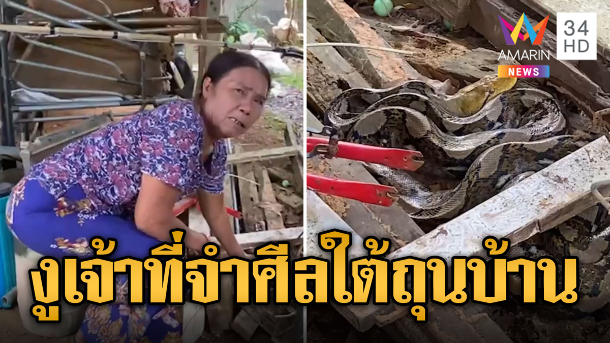 แทบช็อก! งูเหลือมเจ้าที่ จำศีลใต้ถุนบ้าน