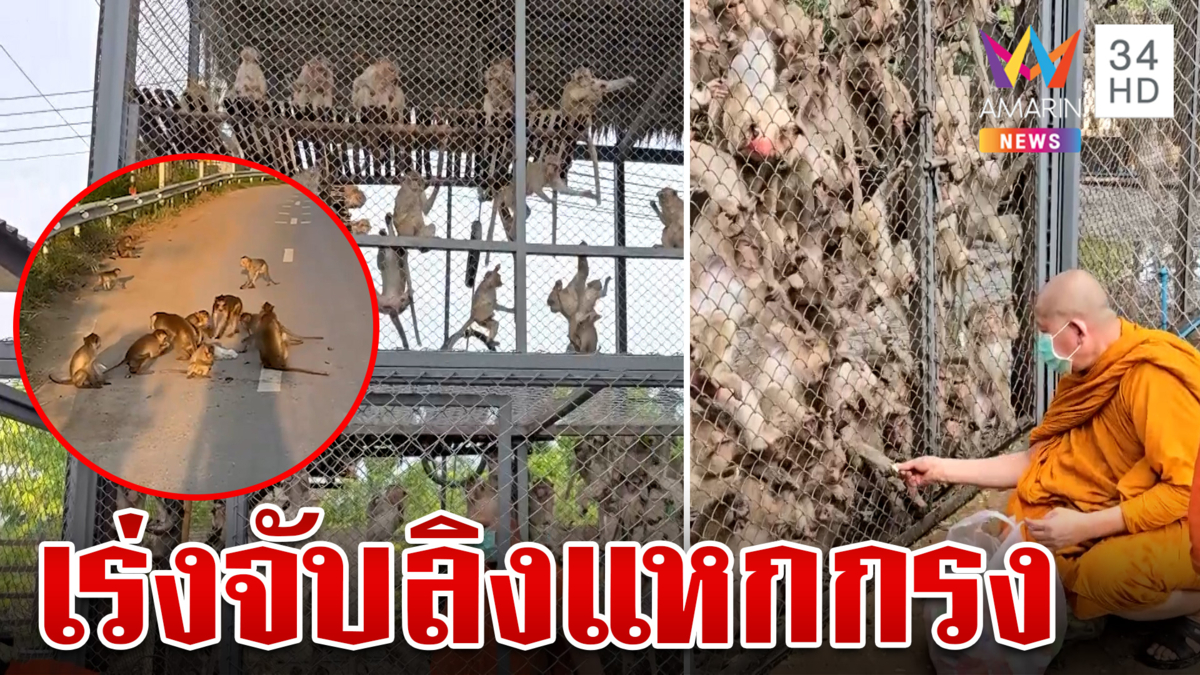 ศึกหนัก! ตามจับวุ่นลิงลพบุรีหลุดกรงกว่า 200 ตัว