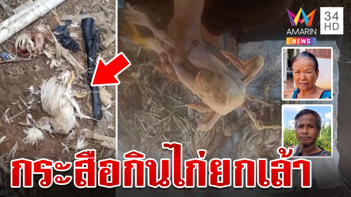 ไก่ตายปริศนาเครื่องในหาย ชาวบ้านเชื่อกระสือออกล่า 