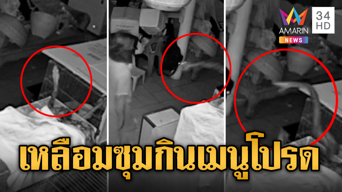 ระทึก! ไอ้เหลือมซุ่มเขมือบนก เจ้าของบ้านไม่เห็นหวิดถูกฉก