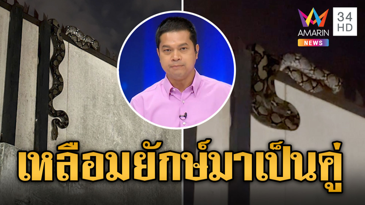มาเป็นคู่ 2 เหลือมยักษ์ บุกเกาะข้างรั้วบ้าน ต้น ศุภโชค ผู้ประกาศหนุ่ม