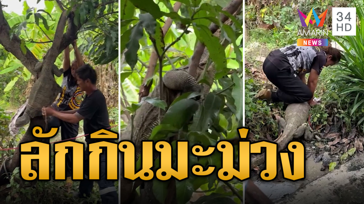 เหี้ยตัวเบิ้ม หนีปีนต้นมะม่วงห้อยหัวโตงเตง