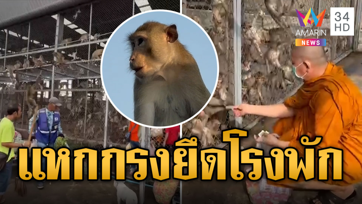 ลิงลพบุรี แหกกรงกว่า 100 ตัว ยกพลยึดโรงพัก