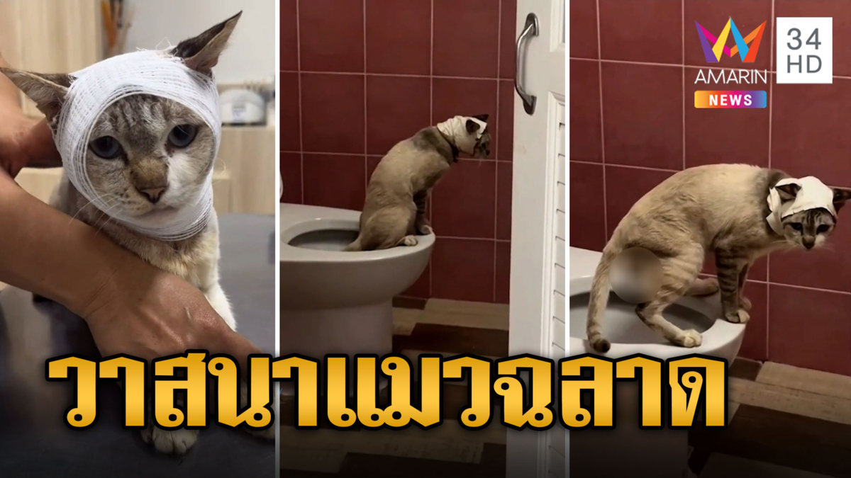 วาสนาแมวจร ติดห้องเครื่องเจอคนใจดีรับเลี้ยง ฉลาดเข้าห้องน้ำเหมือนคน