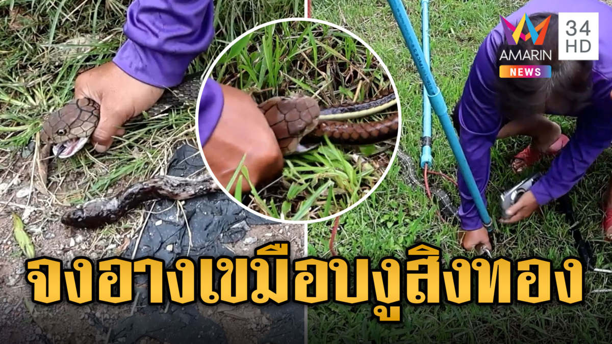 งูสิงทองสิ้นท่า ถูกบองหลาเขมือบหน้าร้านก๋วยเตี๋ยว