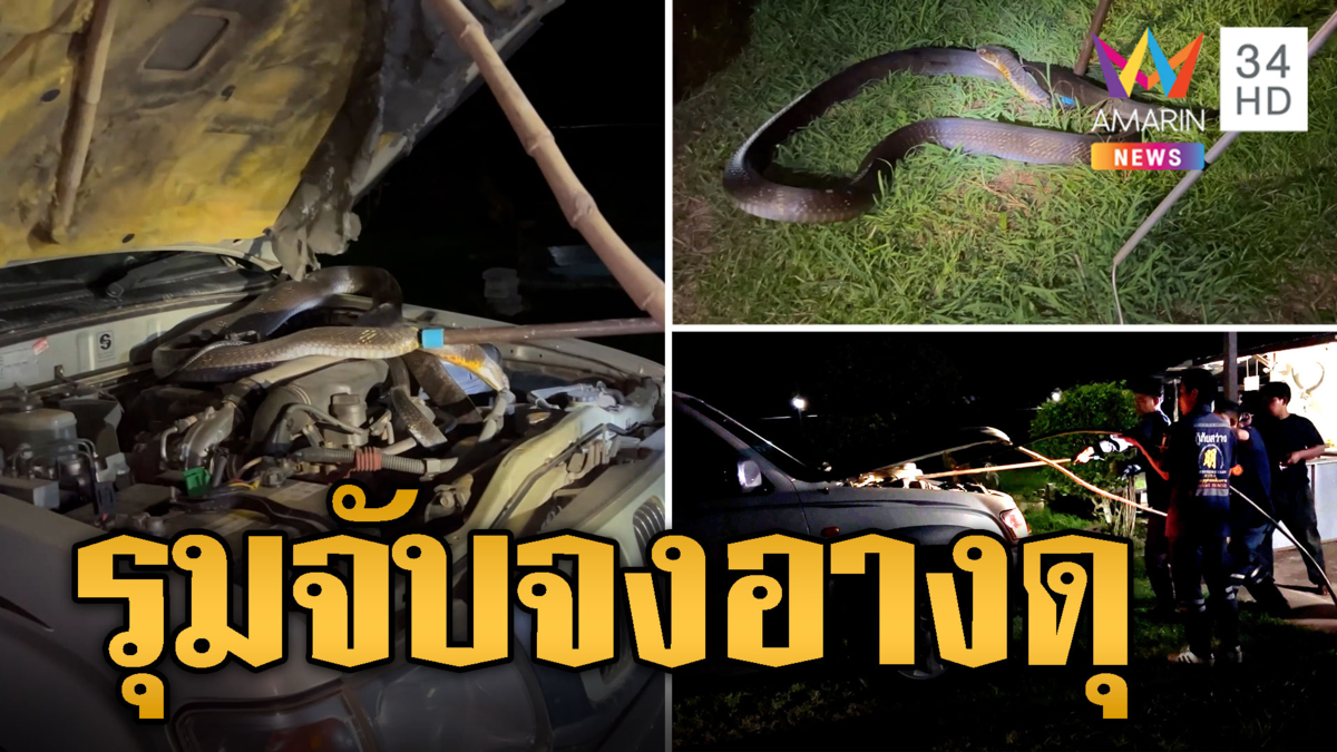 ลุ้นสุดๆ กู้ภัยรุมจับ จงอางดุ! หนีหมาเลื้อยซุกห้องเครื่อง