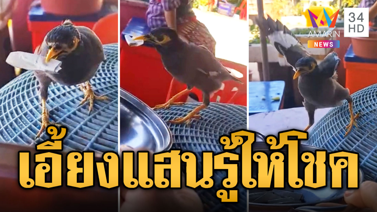 นกเอี้ยงแสนรู้ พาเพื่อนมากินข้าวรู้ป้าติ๋มใจดี เลยขอจิกเลขให้โชค 