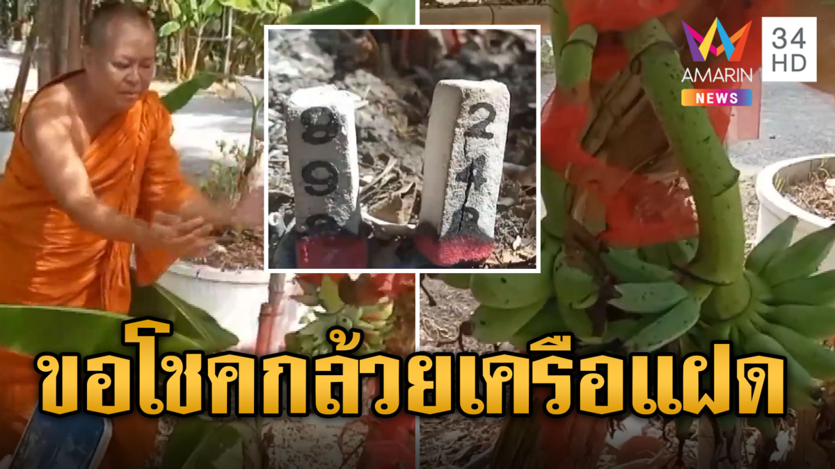 กล้วยแปลก! ออกเครือแฝด 41 ลูก แห่จุดธูปตัวเลขขอโชค