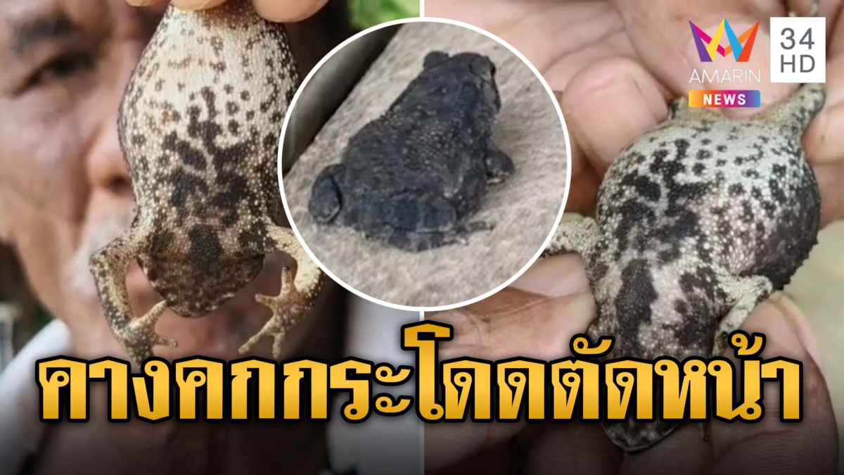 ตาเจอคางคกกระโดดตัดหน้า เชื่อจะมีโชคจับ ส่องท้องดูเลข
