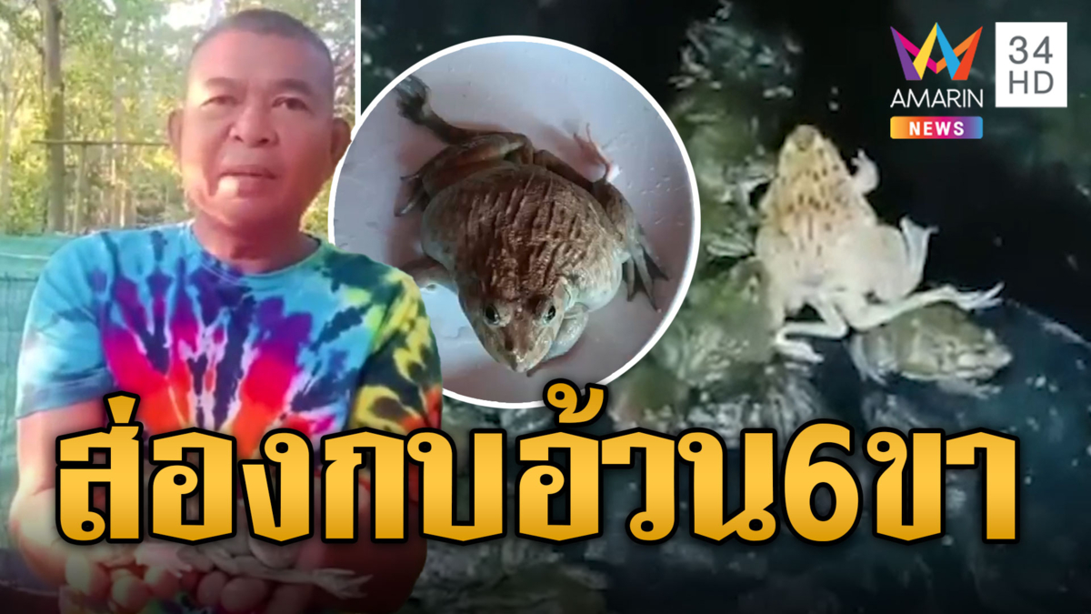 อย่าเพิ่งหมดหวัง! ส่องกบอ้วน 6 ขา ให้โชคคนเลี้ยง